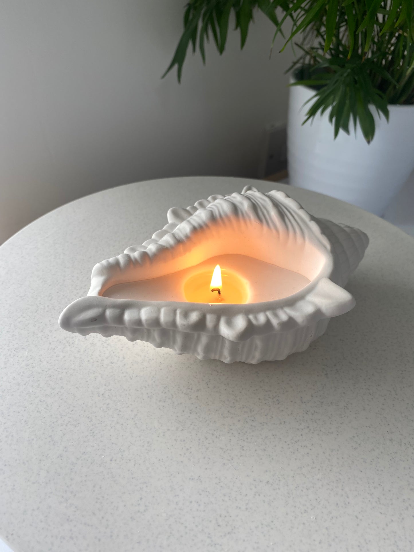 The Shell Collection