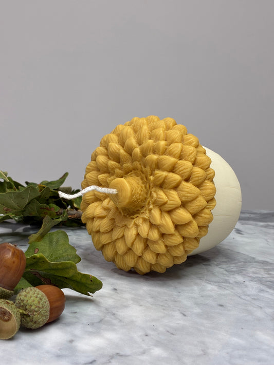 The Acorn